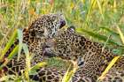 Brazil-Pantanal Close-up of jaguars grooming Art Print
